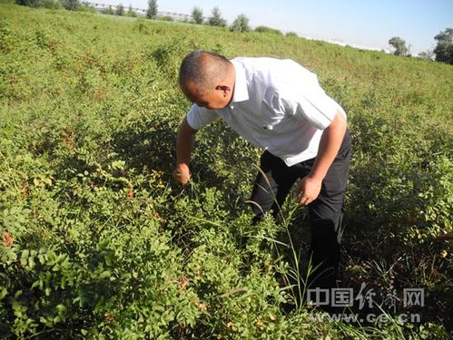 荒漠化治理与脱贫攻坚协同推进 刘永富的生态脱贫新思路