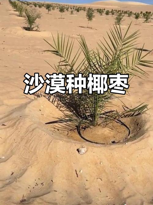 埃及沙漠植树,椰枣树助力生态恢复