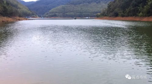 漫漫黄沙变绿洲 诚携考察团走进龙岩万亩生态旅游休闲基地探秘荒漠化治理与旅游开发新模式