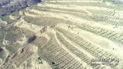武山 退化林分修复铺就生态旅游双赢路